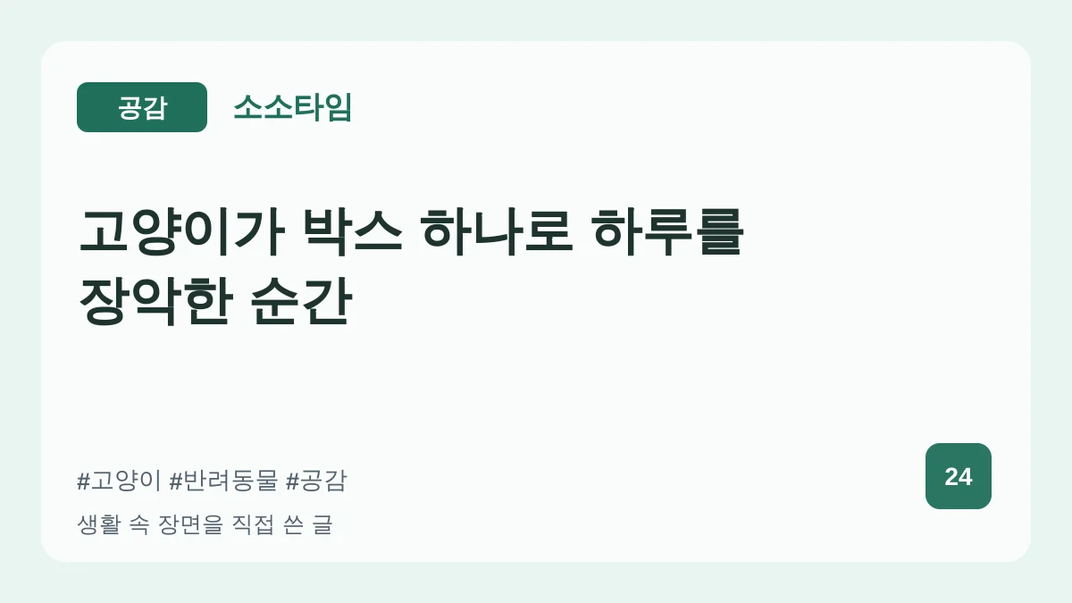 고양이가 박스 하나로 하루를 장악한 순간 대표 이미지